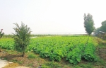 郑州已发展约8.6万亩环城都市生态农业 台湾红心火龙果长在了黄河岸边 - 河南一百度