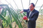 郑州已发展约8.6万亩环城都市生态农业 台湾红心火龙果长在了黄河岸边 - 河南一百度
