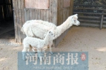 绵羊版的羊驼、粉嫩的河马 郑州动物园上演“萌娃总动员” - 河南一百度