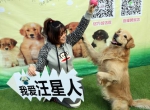 郑州宠物冬运会:"汪星人"萌态百出,"家长"们不忘文明养犬 - 河南一百度