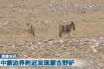 边界发现蒙古野驴 为国家一级保护动物 属于世界濒危物种 - 河南频道新闻