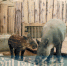 郑州市动物园中美貘家族添丁进口啦 来给貘宝宝起个名字吧 - 河南一百度