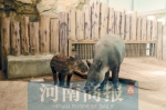 郑州市动物园中美貘家族添丁进口啦 来给貘宝宝起个名字吧 - 河南一百度