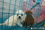 郑州宠物寄养春节期间最高涨价一半,30％宠物店暂停此服务 - 河南一百度