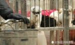 郑州宠物寄养春节期间最高涨价一半,30％宠物店暂停此服务 - 河南一百度