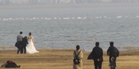 郑州也有了"天鹅湖"?三四百只迁徙天鹅在北龙湖"歇脚" - 河南一百度