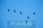 郑州北龙湖来了几百只天鹅 让市民过了把眼瘾 - 河南一百度