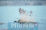 郑州北龙湖来了几百只天鹅 让市民过了把眼瘾 - 河南一百度