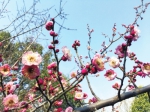 春暖花开 郑州各大公园等你去赏花 - 河南一百度