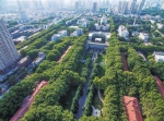城市绿化该种什么树？郑州首次为此制定指导意见 - 河南一百度