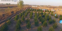 雄安新区今年将植树造林10万亩 每棵树都有“身份证” - 河南频道新闻