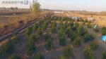 雄安新区今年将植树造林10万亩 每棵树都有“身份证” - 河南频道新闻