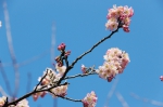 郑州郊区唯一4A级免费景区--樱桃沟万余亩樱桃花渐开 - 河南一百度