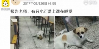河南高校有只网红萌狗教室"蹭课"7年,学生:它是研究生 - 河南一百度