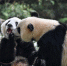 广州：双胞胎大熊猫断母乳 迈出独立生活第一步 - 河南频道新闻