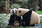 广州：双胞胎大熊猫断母乳 迈出独立生活第一步 - 河南频道新闻