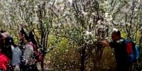 武大"人造樱花雨"郑州版上演 市民为拍照疯狂摇树 - 河南一百度