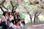 河南农大5位女大学生樱花道上奏《卡农》 - 河南一百度