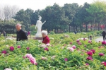 4月天免费看花展 来看郑州市内公园近期的免费花展 - 河南一百度