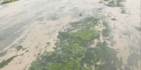 郑州金水河、东风渠长出"绿怪物",化学试剂、生物管控都搞不定 - 河南一百度