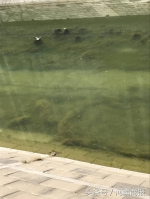 郑州金水河、东风渠长出"绿怪物",化学试剂、生物管控都搞不定 - 河南一百度