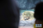 世界上首只在热带出生的北极熊被安乐死 - 河南频道新闻