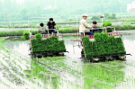 光山: 立夏过后水稻插种忙 - 人民政府
