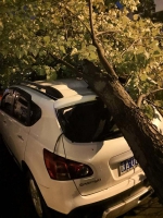 大风吹倒树砸坏了车，郑州官方：是"自然灾害"不能索赔 - 河南一百度