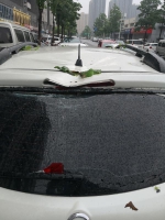大风吹倒树砸坏了车，郑州官方：是"自然灾害"不能索赔 - 河南一百度