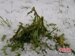 四川红原罕见冰雹天气持续13分钟 最大直径15毫米 - 河南频道新闻