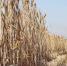 河南省8200万亩小麦开镰收割 - 河南一百度