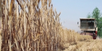 河南省8200万亩小麦开镰收割 - 河南一百度