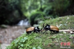 四川首次发现细角疣犀金龟 - 河南频道新闻