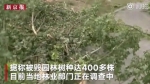 谁干的？河南郑州一廊道400多株树一夜尽毁 - 河南一百度