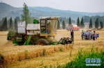 夏收忙：多地小麦产区开镰收割 - 河南频道新闻