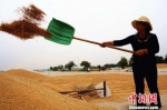 　图为一位工人正将麦粒中的杂质随风扬去。韩章云 摄 - 中国新闻社河南分社