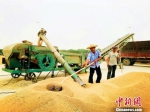 图为河南省黄泛区农场的晒粮场上，工人们正紧张作业。韩章云 摄 - 中国新闻社河南分社