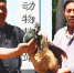 蓝孔雀飞进家属院被狗咬伤 被解救后在郑州野生动物救护站安家 - 河南一百度
