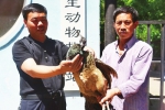 蓝孔雀飞进家属院被狗咬伤 被解救后在郑州野生动物救护站安家 - 河南一百度