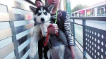 郑州女孩带狗乘公交上学被拒 站务员主动帮其看狗 - 河南一百度