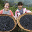 广西融水：蓝莓种植助脱贫 - 河南频道新闻