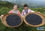 广西融水：蓝莓种植助脱贫 - 河南频道新闻