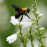 郑州公园里有成群的马蜂? 专家解释称是木蜂 不必惊慌 - 河南一百度