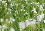 郑州公园里有成群的马蜂? 专家解释称是木蜂 不必惊慌 - 河南一百度