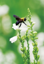 郑州市人民公园里有上百只马蜂？ 专家称是木蜂，不必惊慌 - 河南一百度