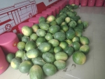 瓜农带仨孙子，郑州一公交车长把2000多斤西瓜全部买掉 - 河南一百度