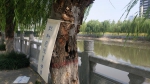 郑州东风渠多棵柳树患上"骨质疏松" 被风一吹"腰"就折了 - 河南一百度