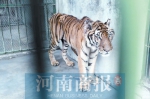 郑州市动物园东北虎家族有位“老寿星” - 河南一百度