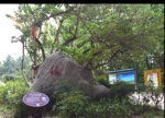 郑州绿城广场有个“爱情树”：两棵树花了30年时间长成一体 - 河南一百度
