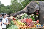 云南西双版纳举办世界大象日活动 - 河南频道新闻